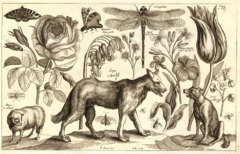 Wenceslas Hollar - Wolf. Free illustration for personal and commercial use.