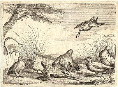 Wenceslas Hollar - Woodcocks. Free illustration for personal and commercial use.