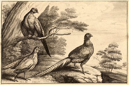 Wenceslas Hollar - Three pheasants. Free illustration for personal and commercial use.