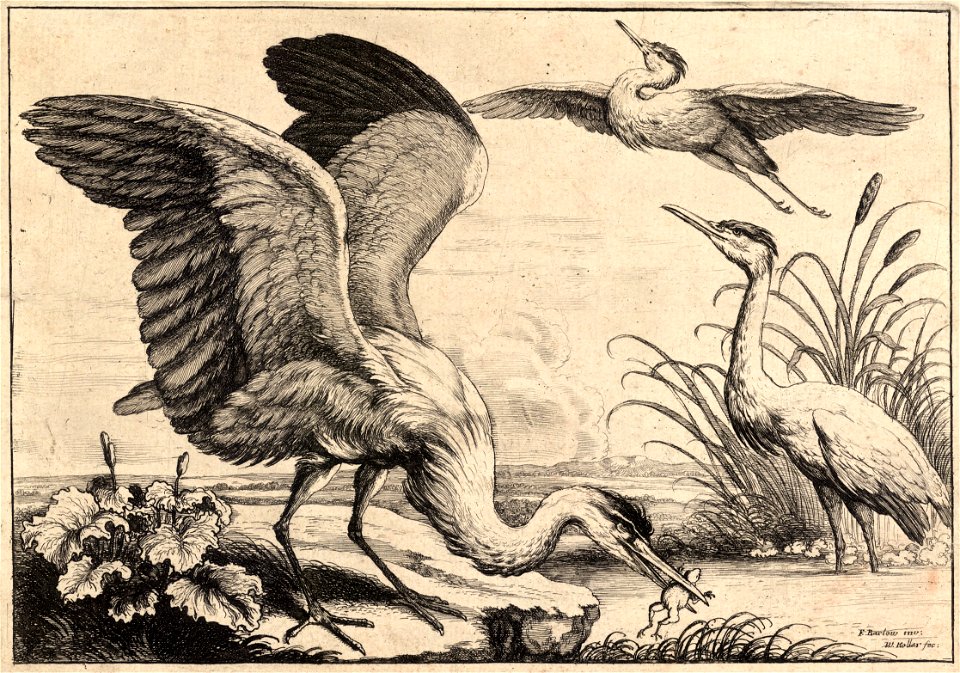Wenceslas Hollar - Three herons (State 1)