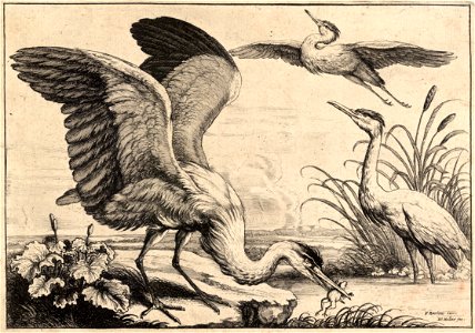 Wenceslas Hollar - Three herons (State 1). Free illustration for personal and commercial use.