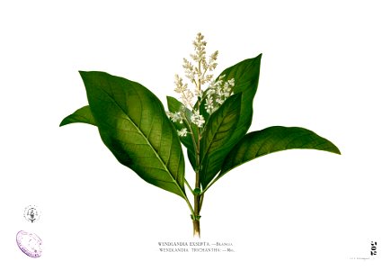 Wendlandia luzoniensis Blanco2.302