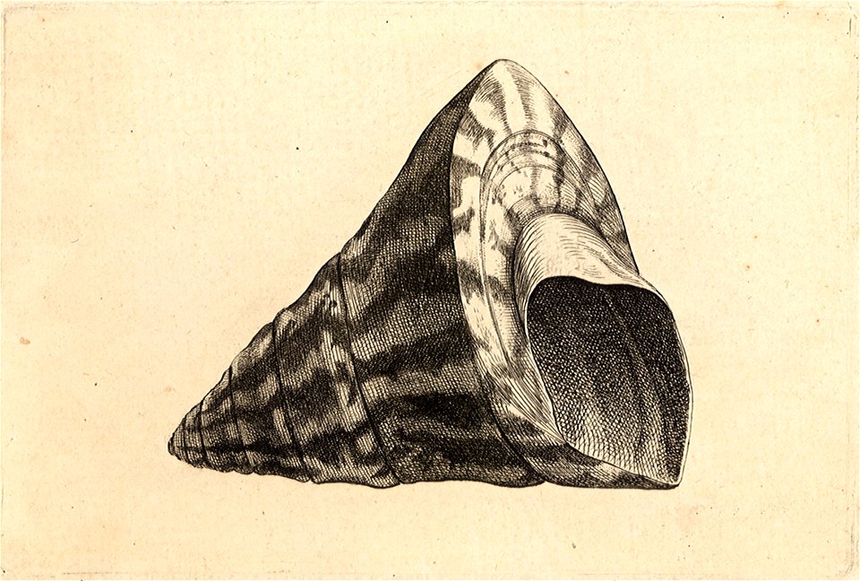 Wenceslas Hollar - Trochus niloticus