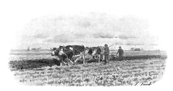 Wesselburen Pflug mit Ochsen 01