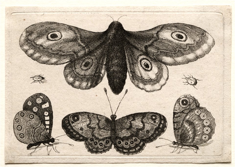 Wenceslaus Hollar (Bohemian, 1607-1677) - Muscarum Scarabeorum, vermiumque Variae Figure ^ Formae, A Moth, Three Butterflies and Two Beetles - 2006.120 - Cleveland Museum of Art