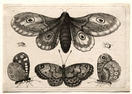 Wenceslaus Hollar (Bohemian, 1607-1677) - Muscarum Scarabeorum, vermiumque Variae Figure ^ Formae, A Moth, Three Butterflies and Two Beetles - 2006.120 - Cleveland Museum of Art. Free illustration for personal and commercial use.