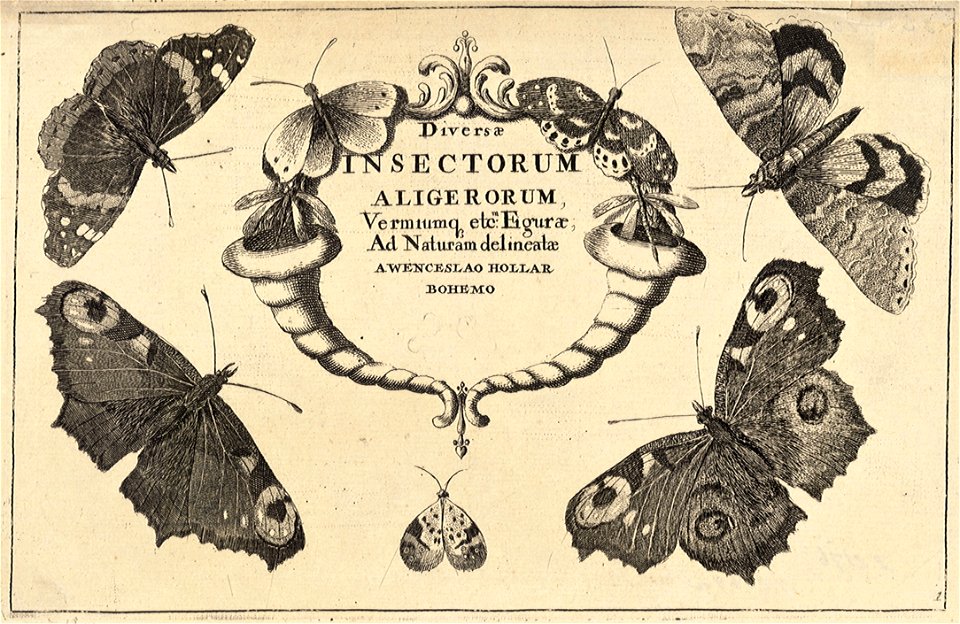 Wenceslas Hollar - Title 6