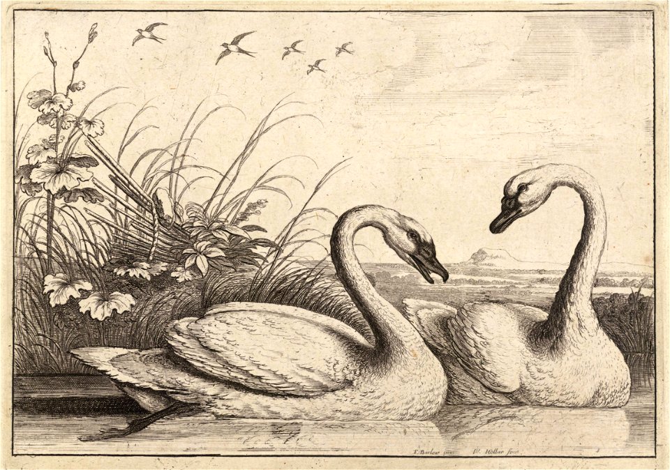 Wenceslas Hollar - Two swans (State 2)