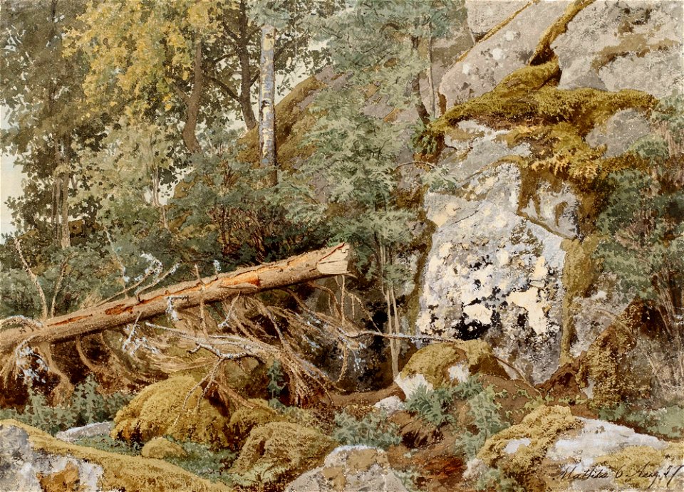 Werner Holmberg - Sammaleinen kallio metsässä - A I 470-109 - Finnish National Gallery