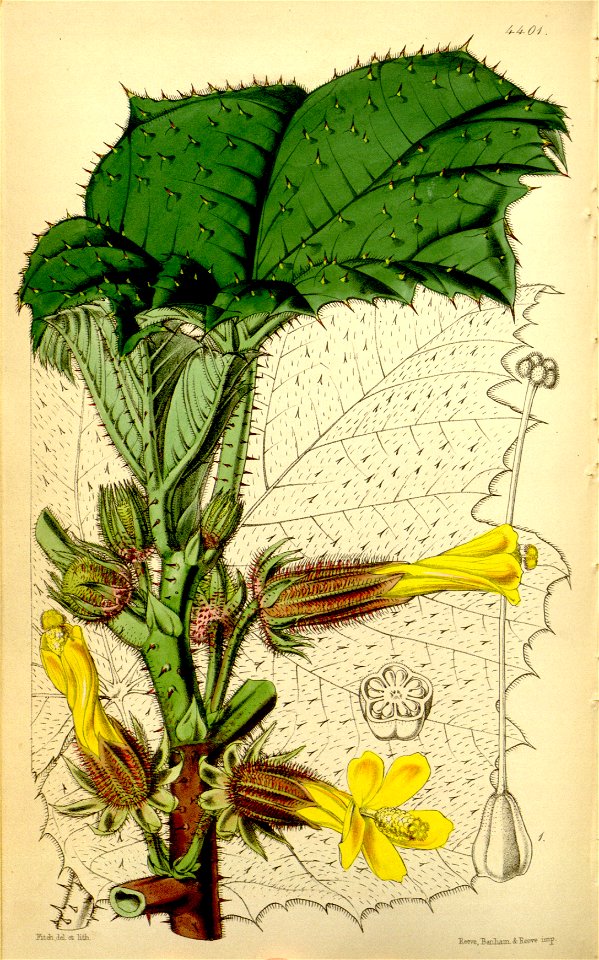 Wercklea ferox (Hibiscus ferox) Bot. Mag. 74. 4401. 1848