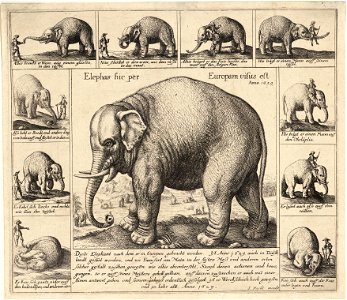 Wenceslas Hollar - The tame elephant. Free illustration for personal and commercial use.