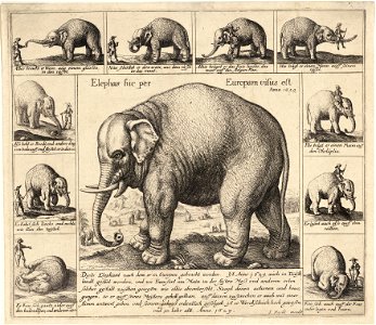 Wenceslas Hollar - The tame elephant