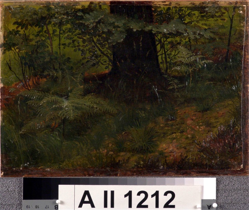 Werner Holmberg - Puunrunko ja aluskasvillisuutta, harjoitelma - A II 1212 - Finnish National Gallery