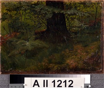 Werner Holmberg - Puunrunko ja aluskasvillisuutta, harjoitelma - A II 1212 - Finnish National Gallery