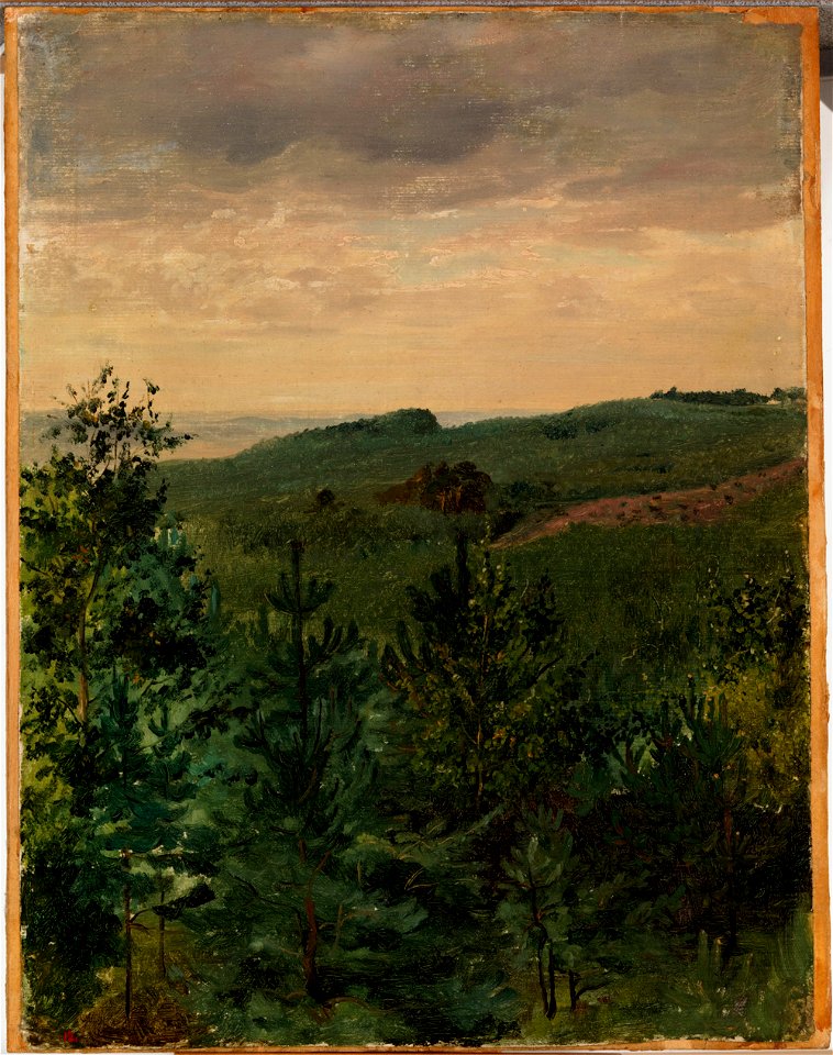 Werner Holmberg - Spruce Saplings in Sandy Soil, Study - A I 471-12 - Finnish National Gallery