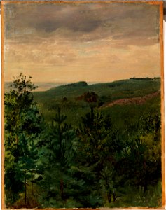 Werner Holmberg - Spruce Saplings in Sandy Soil, Study - A I 471-12 - Finnish National Gallery