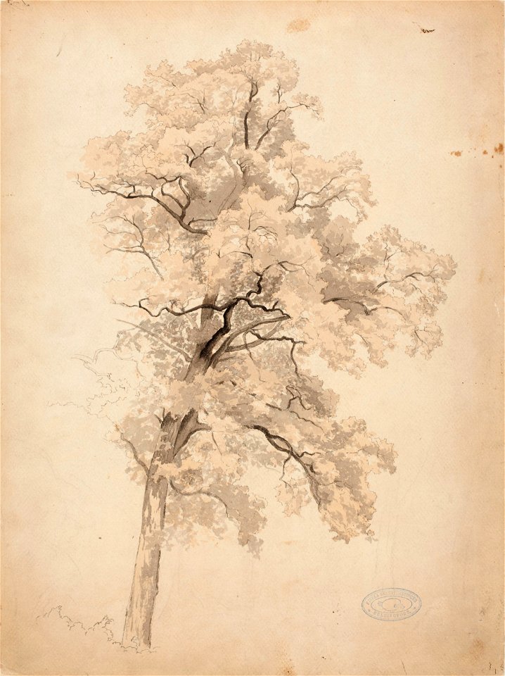 Werner Holmberg - Lehtipuu - A I 98-3 - Finnish National Gallery