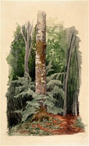 Werner Holmberg - Metsänsisustaa, keskellä lehtipuun runko - A I 470-69 - Finnish National Gallery