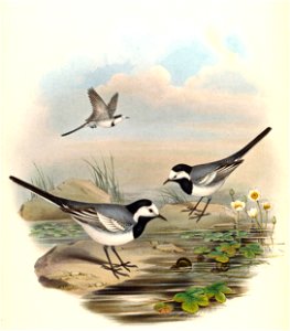 WhiteWagtailGould. Free illustration for personal and commercial use.