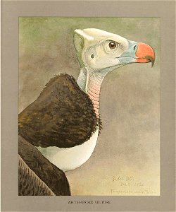 White headed vulture Fuertes