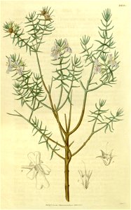 Westringia eremicola A. Cunn. ex Benth