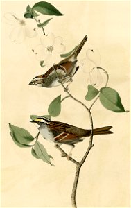 White-throated Sparrow. Free illustration for personal and commercial use.