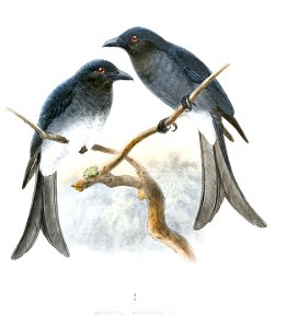 White-bellied Drongo