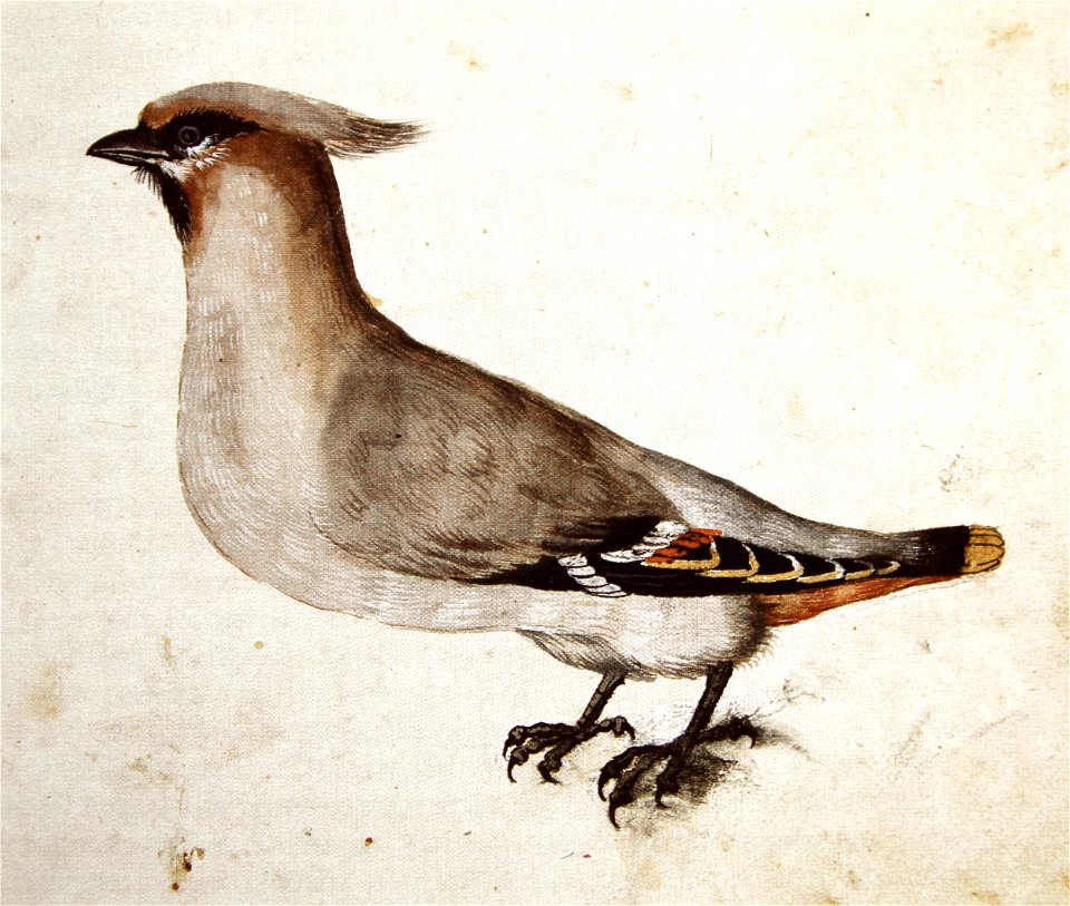 Wickiana Seidenschwanz