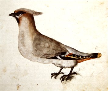 Wickiana Seidenschwanz