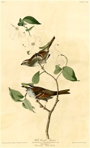White-throated Sparrow (Audubon). Free illustration for personal and commercial use.