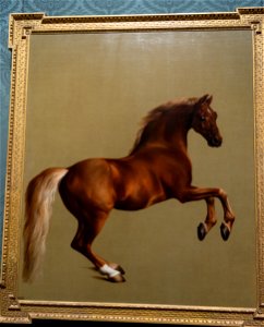 Whistlejacket