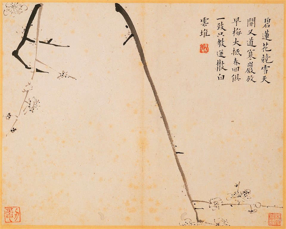 White Plum Blossoms
