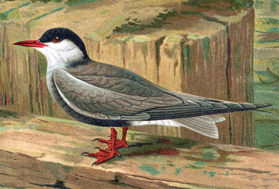 Whiskeredtern65