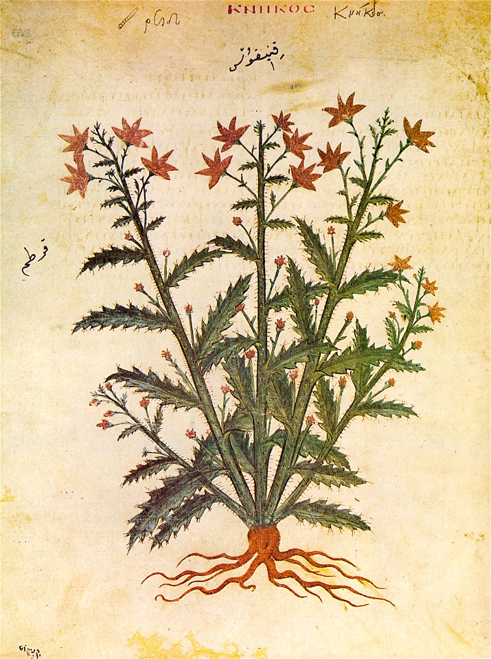 Wiener Dioskurides Knikos