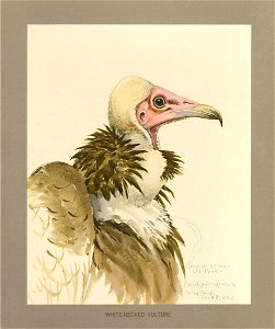 Whitenecked vulture Fuertes