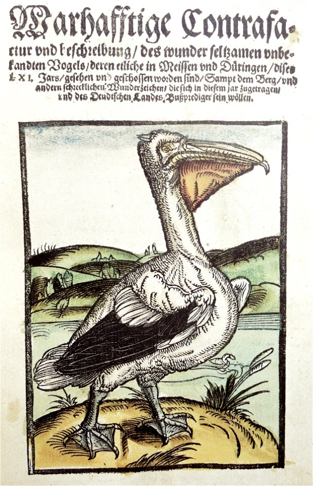 Wickiana Pelikan