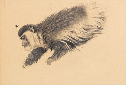 Wikhelm Kuhnert Colobus guereza c1900