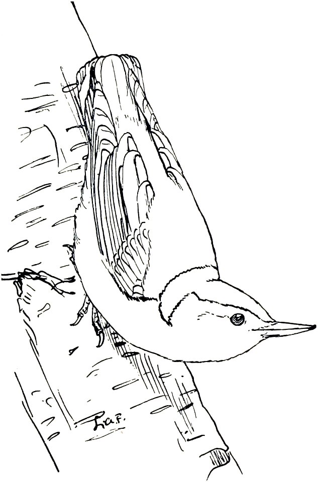 White - breasted Nuthatch-MBS 27