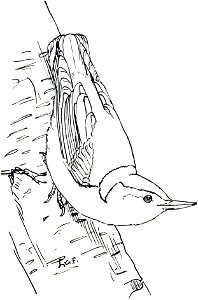 White - breasted Nuthatch-MBS 27