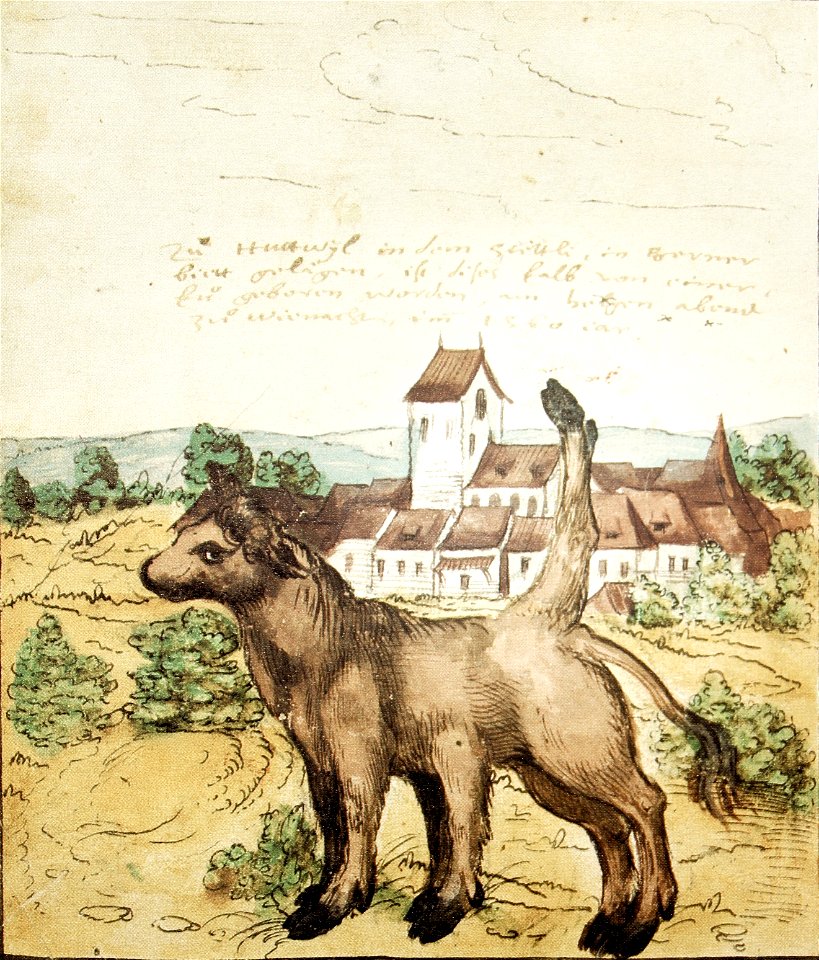 Wickiana Kalb