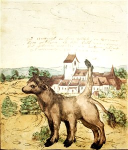 Wickiana Kalb