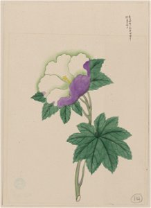 White and purple flower on stem with green leaves LCCN2009630025