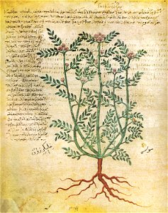 Wiener Dioskurides Glykyrizon