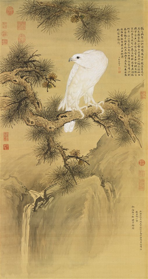 White Falcon