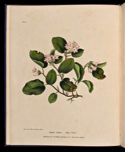 Wild Flowers of Nova Scotia Epigoea repens. May Flower (Plate I)