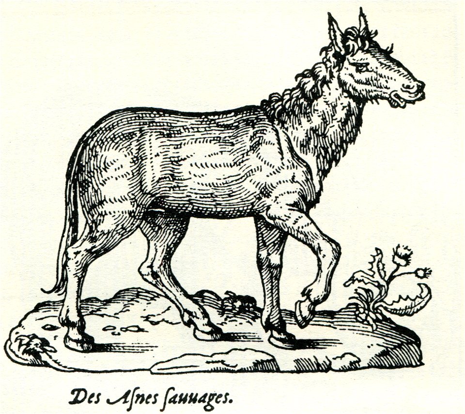 Wild donkey of Asia Minor - Thevet André - 1556
