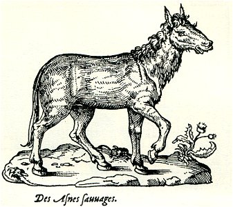 Wild donkey of Asia Minor - Thevet André - 1556