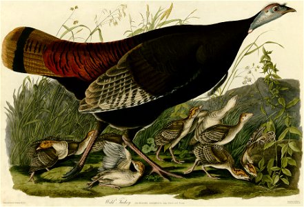 Wild Turkey (Audubon)