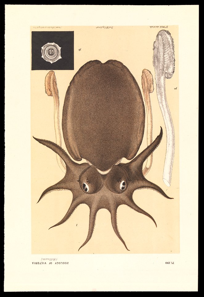 Wild, Mr. John James - Large Melbourne Sepia or Cuttlefish, Sepia apama - Google Art Project