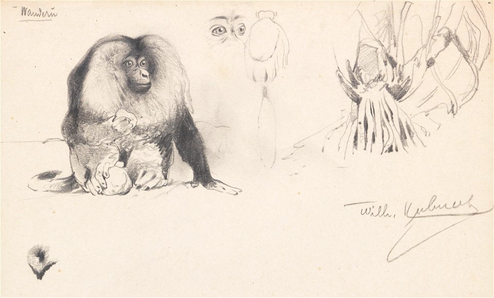 Wikhelm Kuhnert Bartaffe c1906